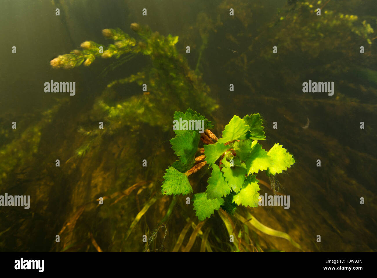 Water chestnut (Trapa natans) underwater, in Danube Delta, Romania, June. Stock Photo