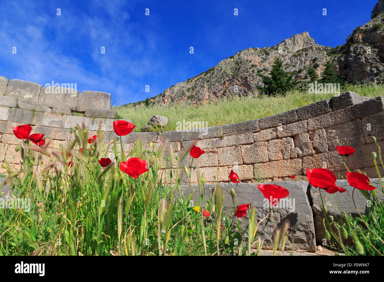 Poppies in Ancient Delphi, Itea City, Greece, Europe Stock Photo