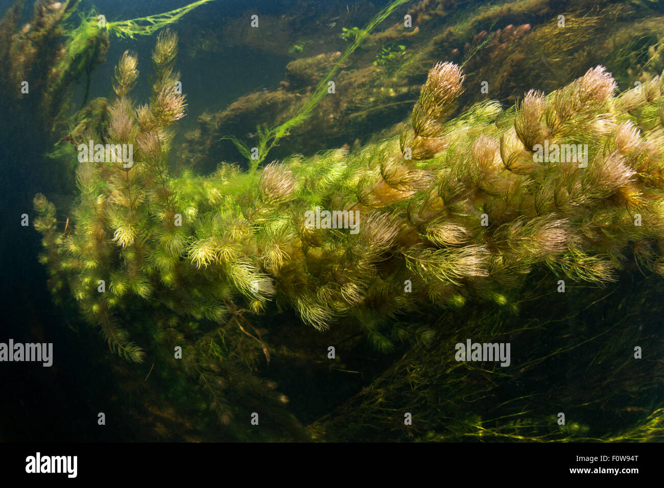 Soft hornwort (Ceratophyllum submersum) in a small tributary of Danube, Danube Delta, Romania, June. Stock Photo