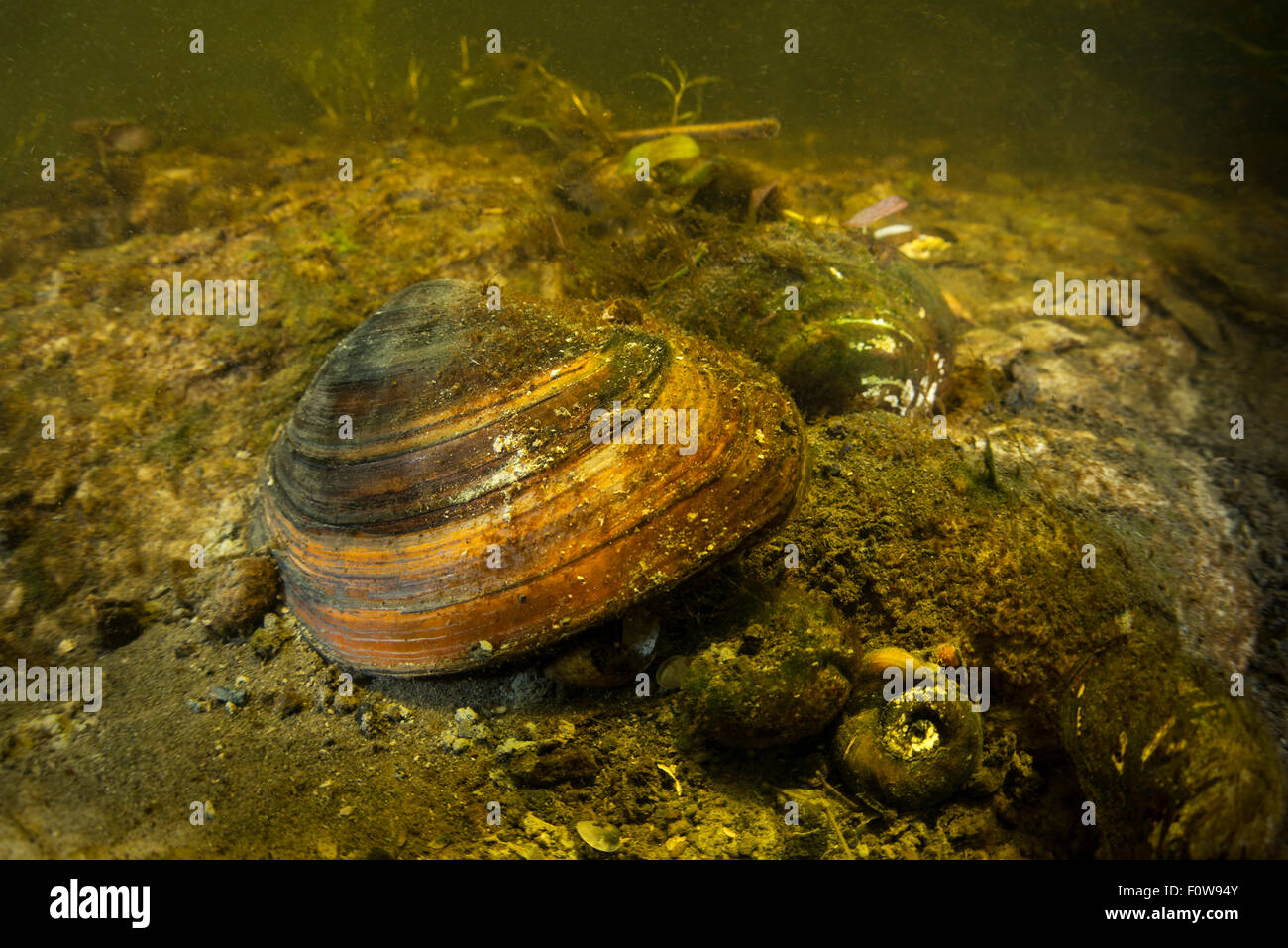 Painter's mussel (Unio pictorum) in small tributary to old Danube. Danube Delta, Romania, June. Stock Photo