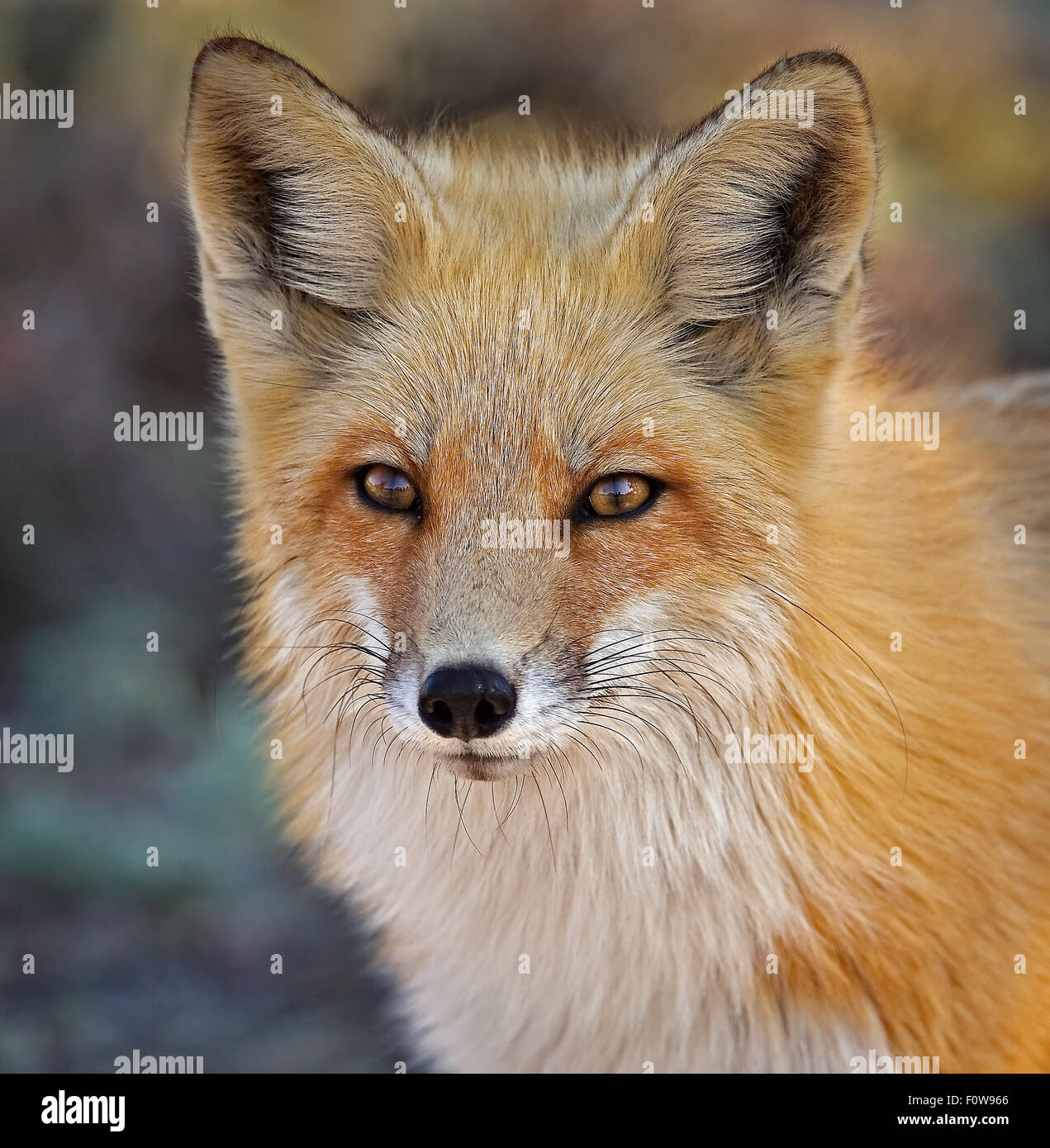 Portrait of a Red Fox. Stock Photo