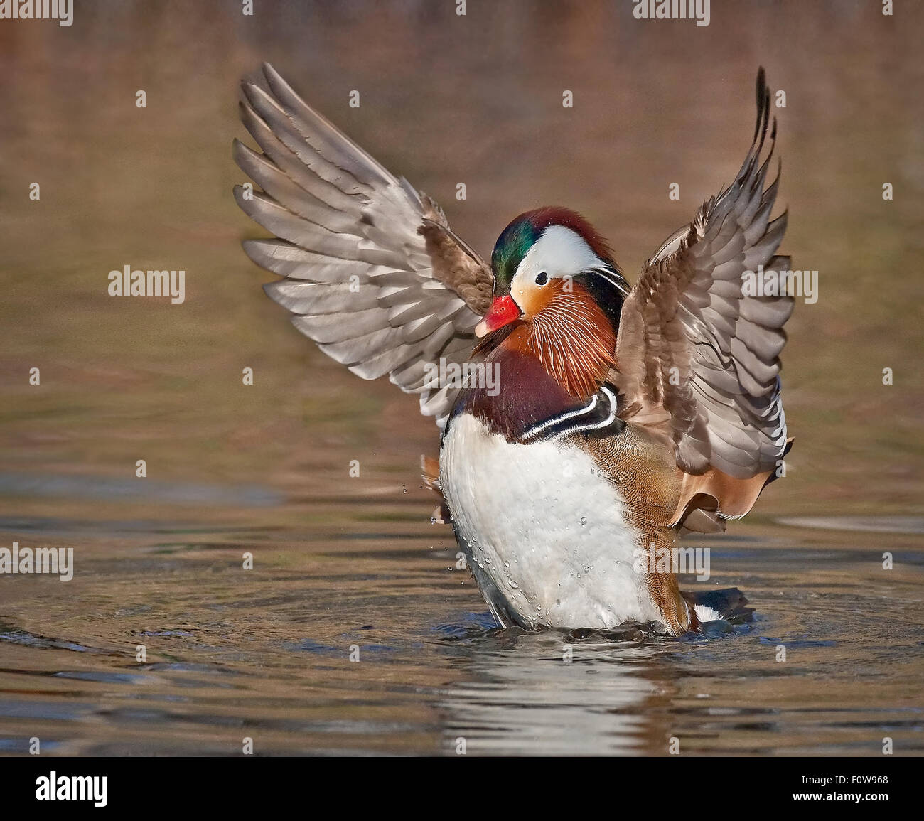 A colorful Mandarin Duck flaps his wings after taking a bath. Stock Photo