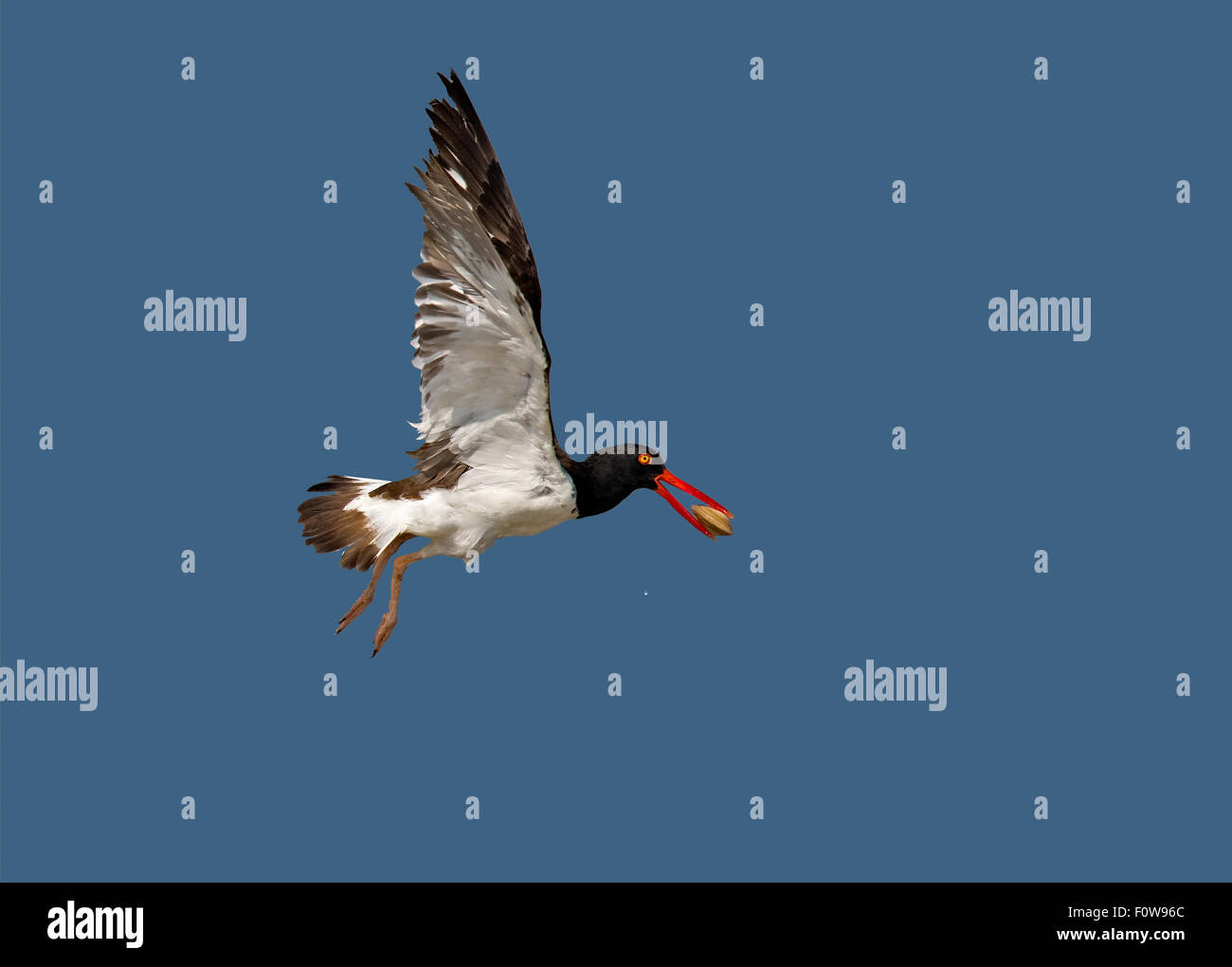 American Oystercatcher in flight with a clam in the mouth. Stock Photo