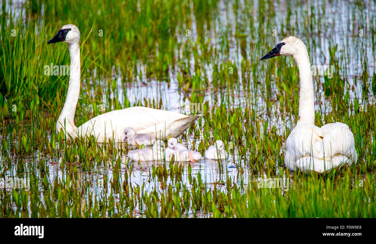 Trumpeter Swans and Cygnets swimming in Swan Lake, Island Park, Idaho Stock Photo
