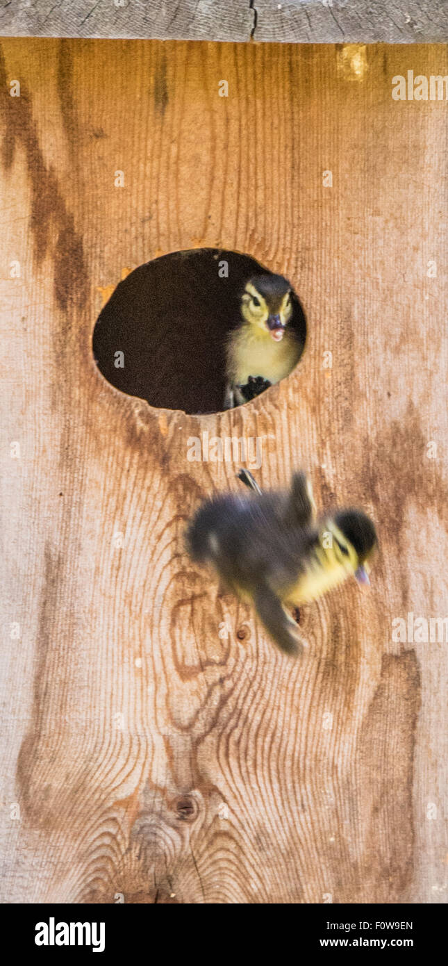 Leaving the nest box hires stock photography and images Alamy