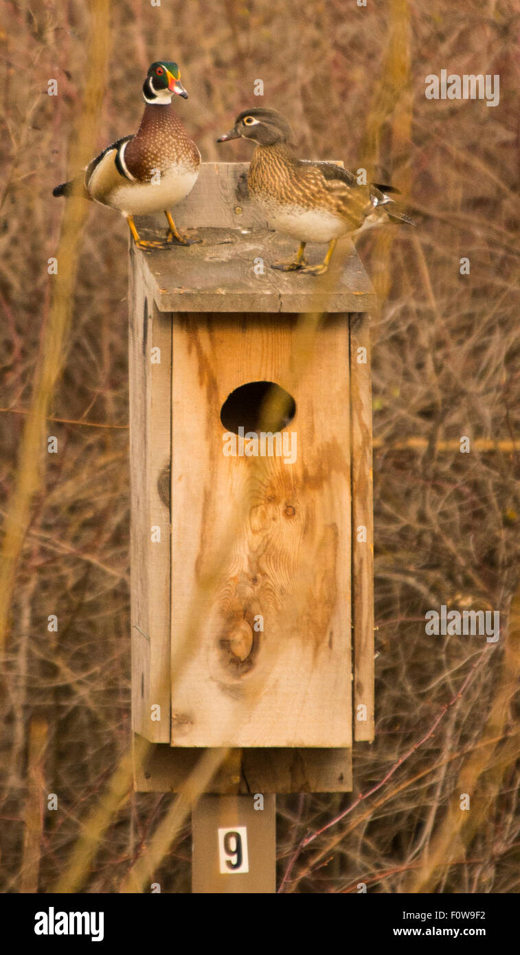 Wildlife, Wood Ducks, Female and Male Wood Ducks inspecting new Wood