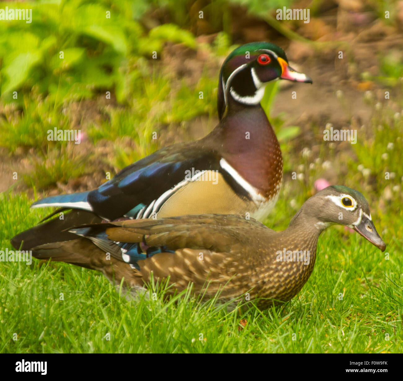 Wildlife, Pair of beautiful wood ducks foraging for food on lawn and garden, Boise, Idaho,USA