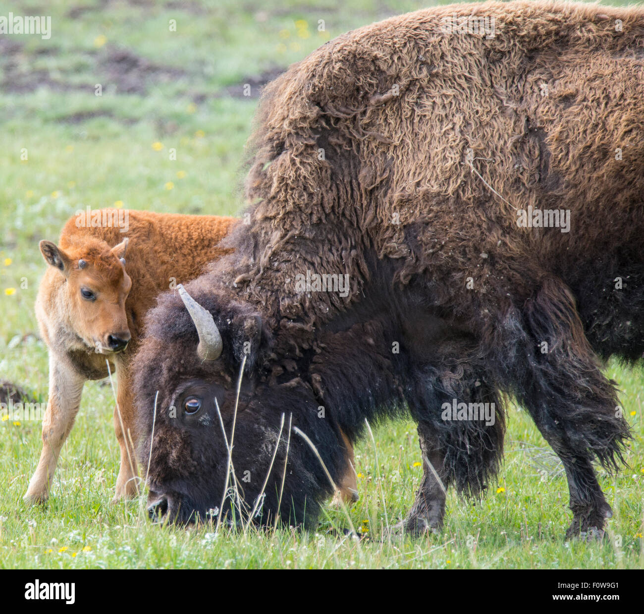Bison yearling grazing on lush grass with Mother in Lamar Valley, Yellowstone National Park, Wyoming, USA Stock Photo