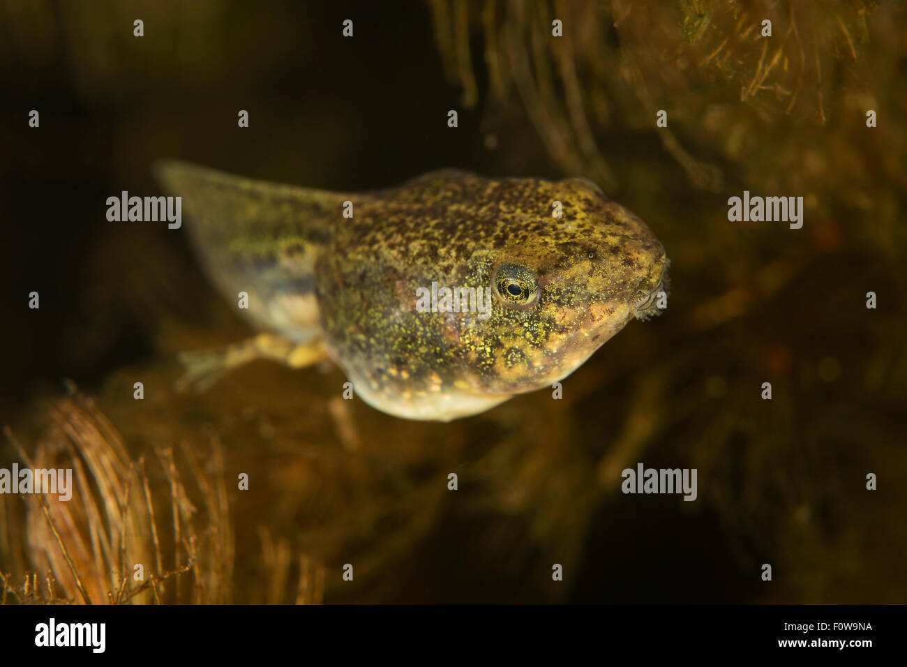 Pool frog tadpole (Pelophylax lessonae) amongst Soft hornwort (Ceratophyllum submersum), underwater, Danube Delta, Romania, June. Stock Photo