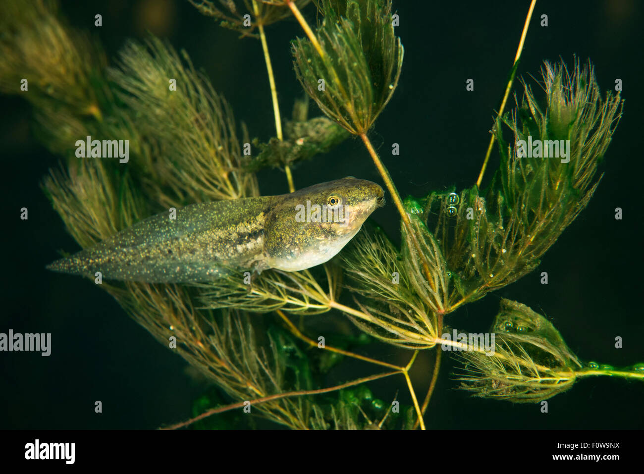 Pool frog tadpole (Pelophylax lessonae) feeding on Soft hornwort (Ceratophyllum submersum) underwater, Danube Delta, Romania, June. Stock Photo