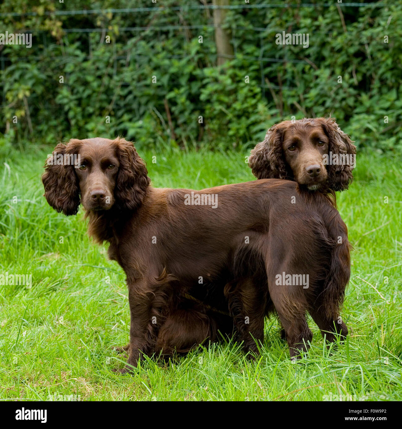 two sprocker spaniels Stock Photo 86608314 Alamy
