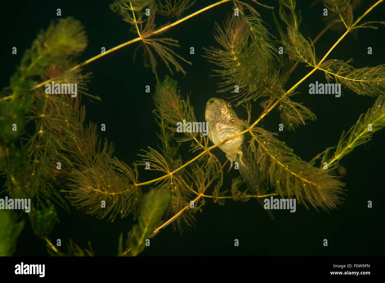 Pool frog tadpole (Pelophylax lessonae) in Soft hornwort (Ceratophyllum submersum) underwater, Danube Delta, Romania, June. Stock Photo