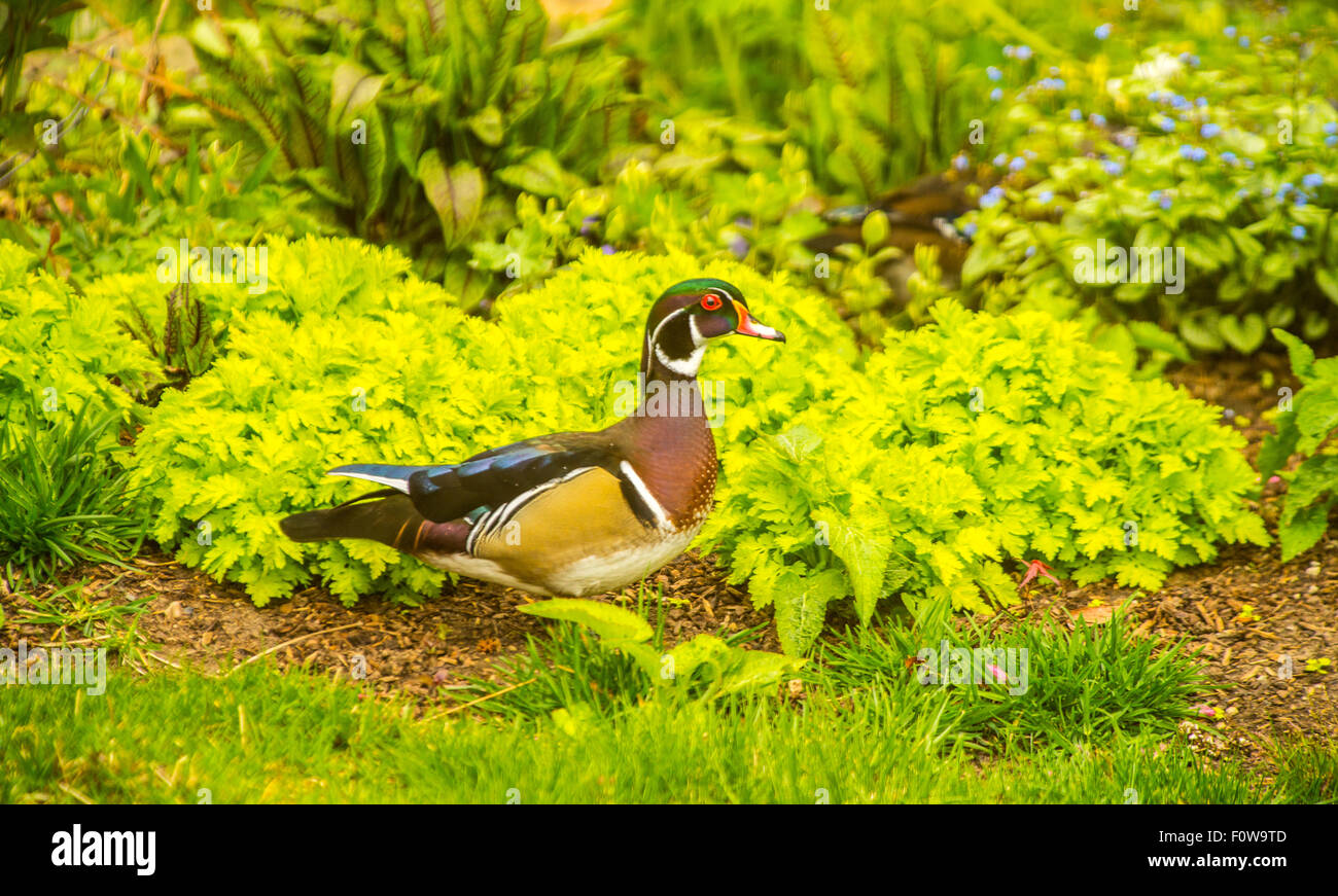 Wildlife, Male wood duck foraging for food in backyard garden, Boise, Idaho, USA Stock Photo