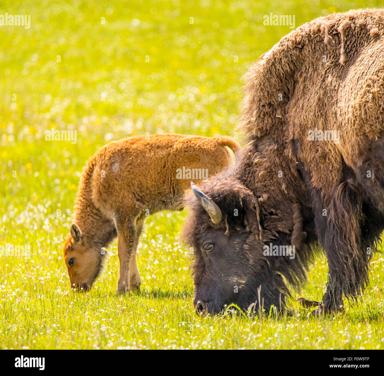 Bison yearling grazing on lush grass with mother.Lamar Valley, Yellowstone Naional Park, Wyoming, USA Stock Photo
