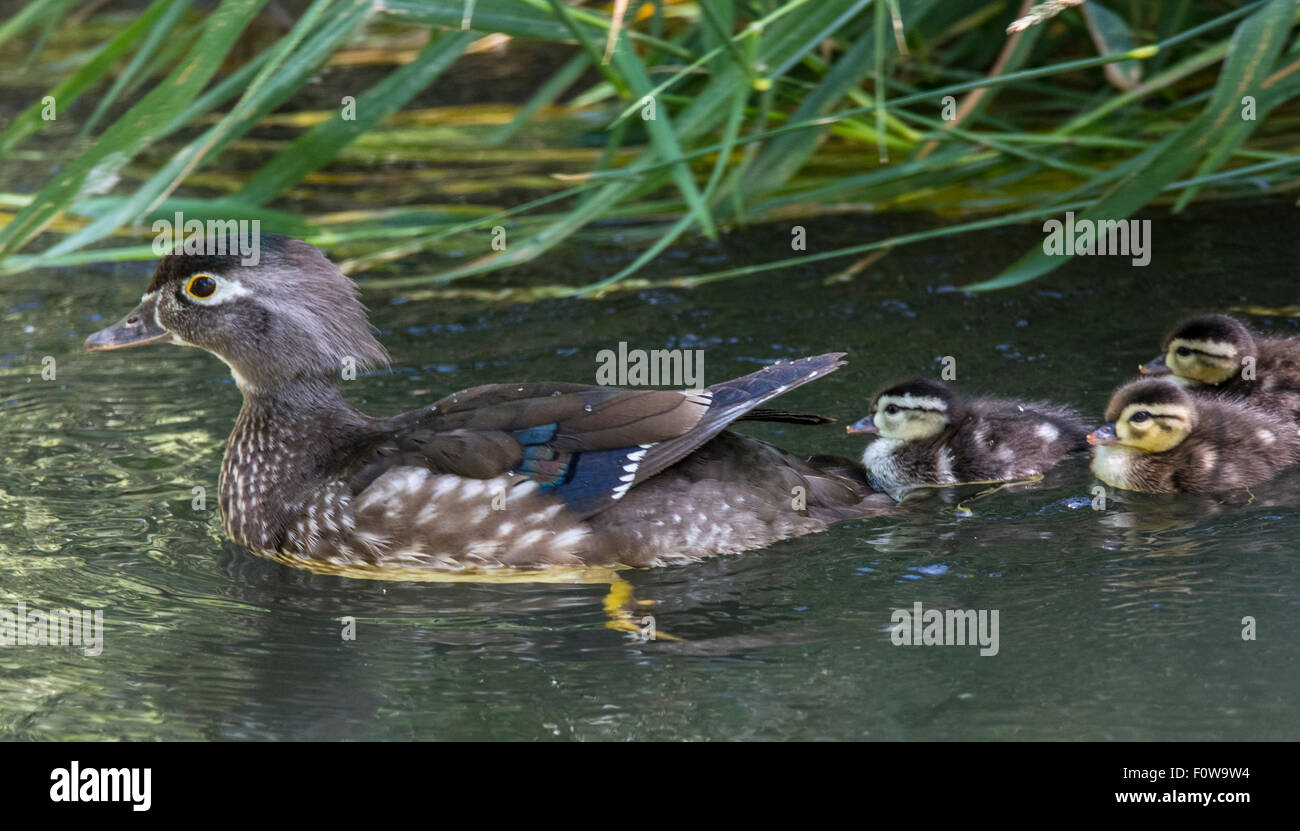 Wildlife, Wood Ducks, New Born Wood Duck chicks and Mother swimming in a stream. Boise, Idaho