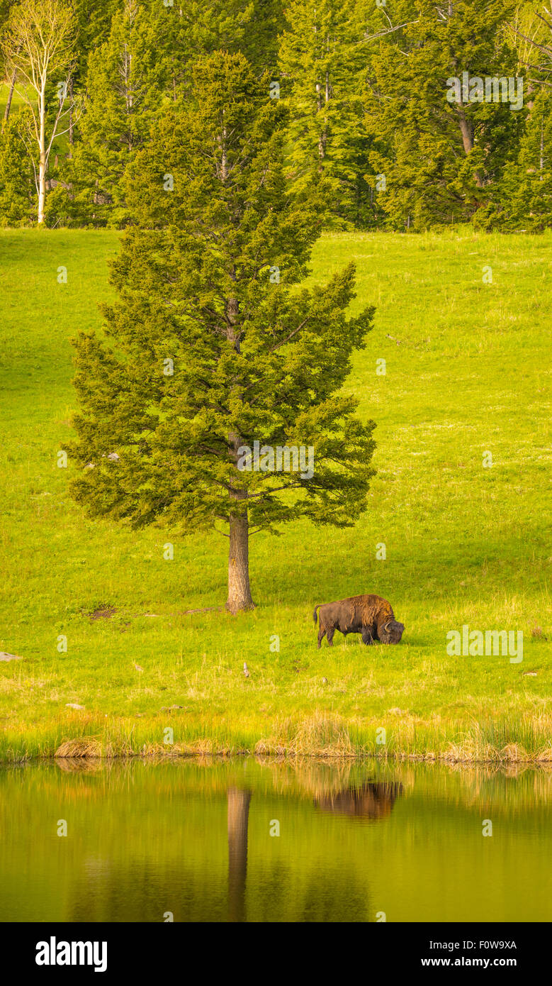 Landscape of Bison grazing on lush spring grass near a pine tree. Floating Island Lake, Yellowstone National Park. Stock Photo