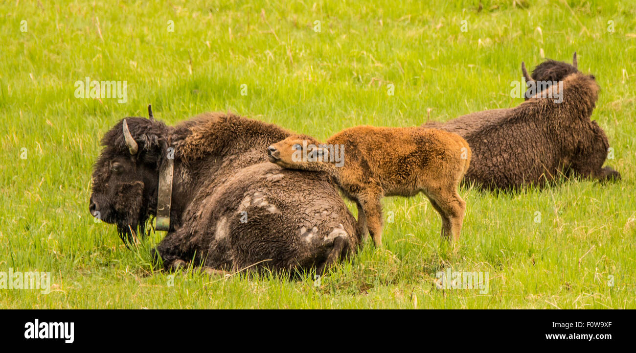 Bison yearling resting his head on his Mothers Back. Lamar Valley, Yellowstone National Park, Wyoming, USA Stock Photo