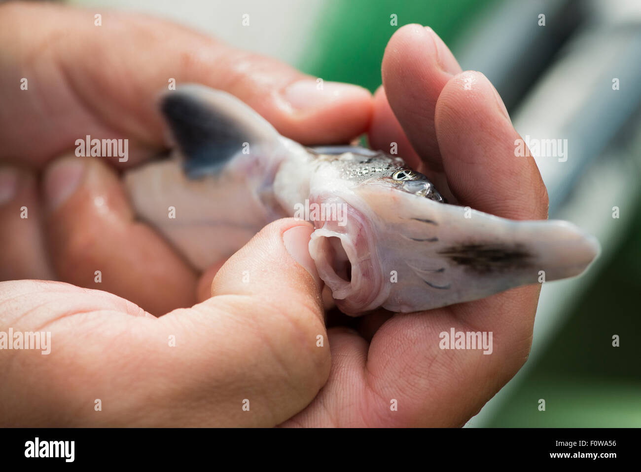 Young Starry sturgeon (Acipenser stellatus) held in hand showing mouth, at Kavoar House farm, Horia village, close to Danube Delta, Romania, June. Critically endangered. Stock Photo