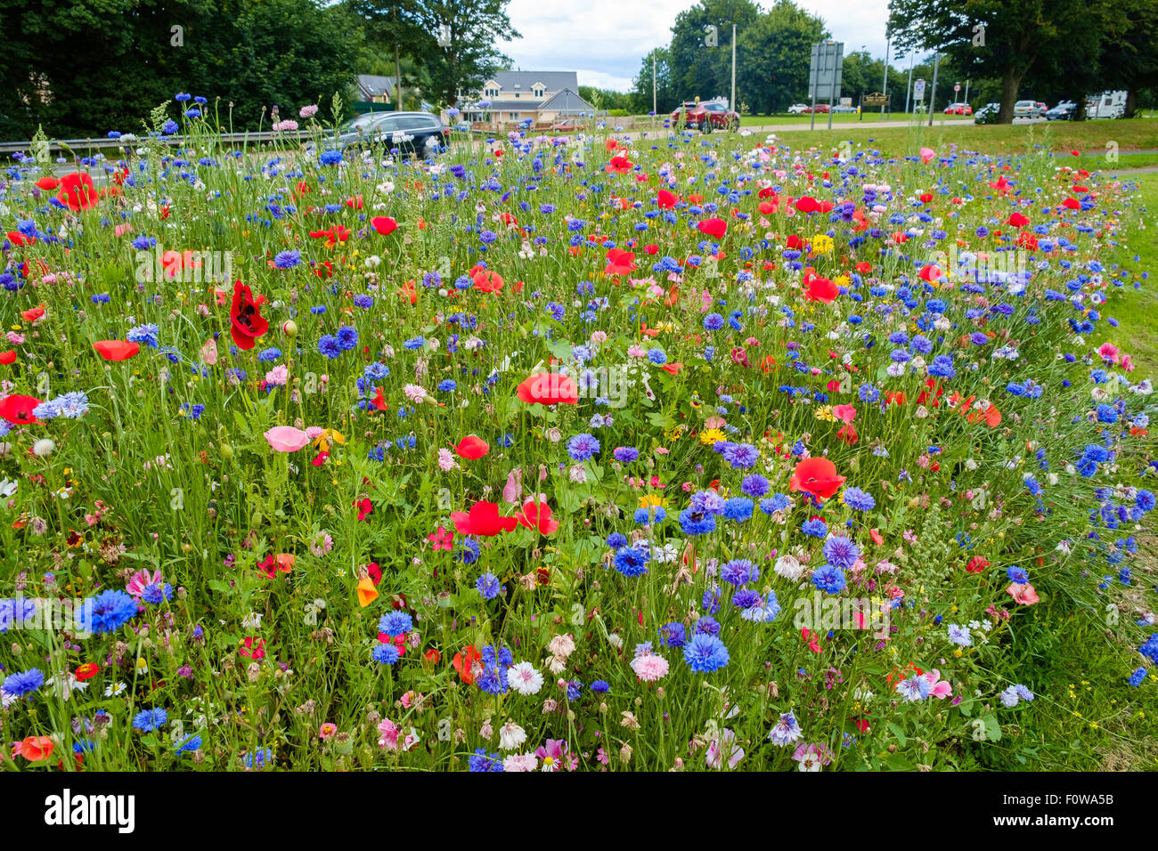Pink white wild flowers roadside hi-res stock photography and images ...