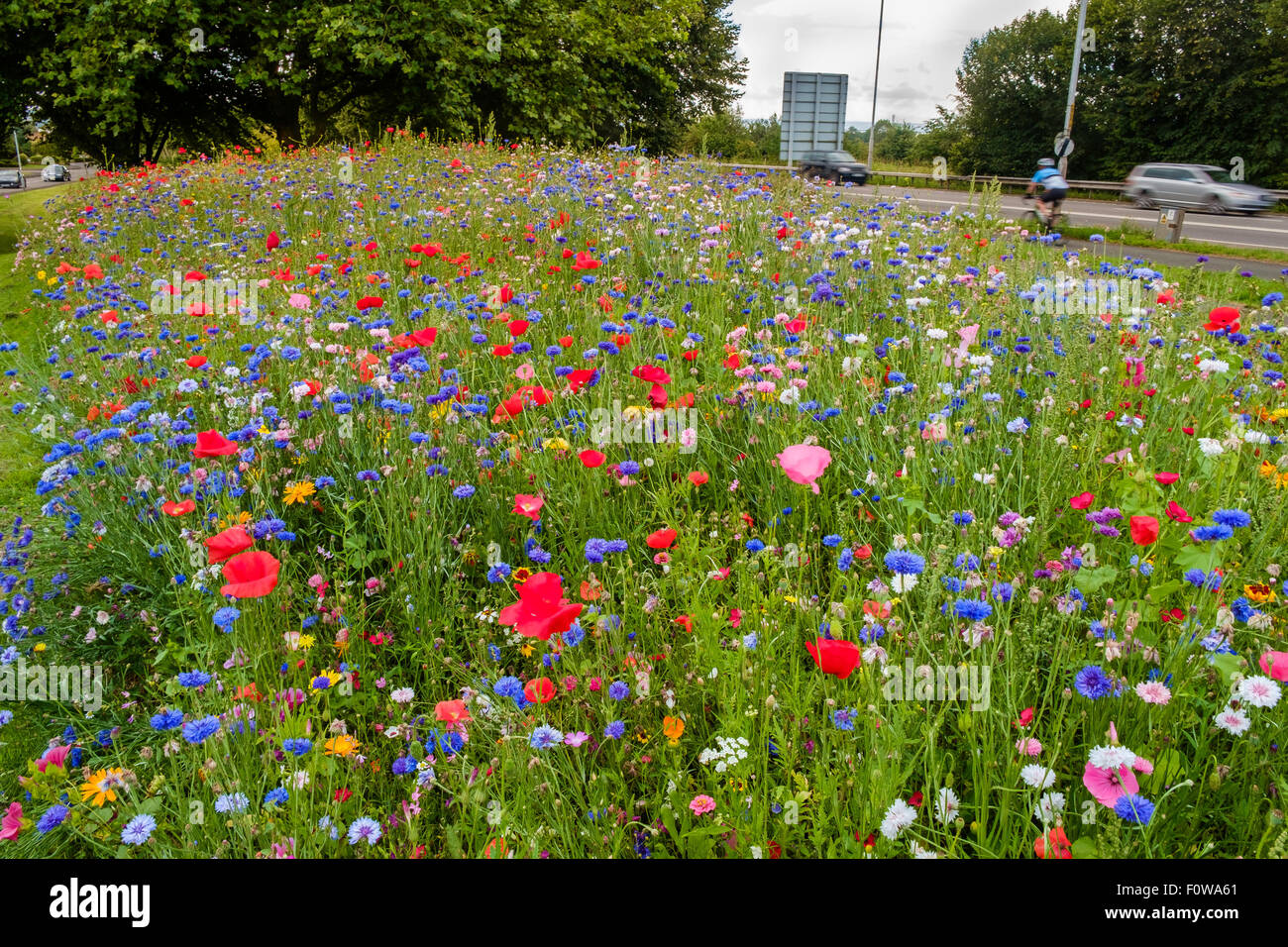 Mixture Of Wild Flowers Planted By Local Authority At Roadside Verge