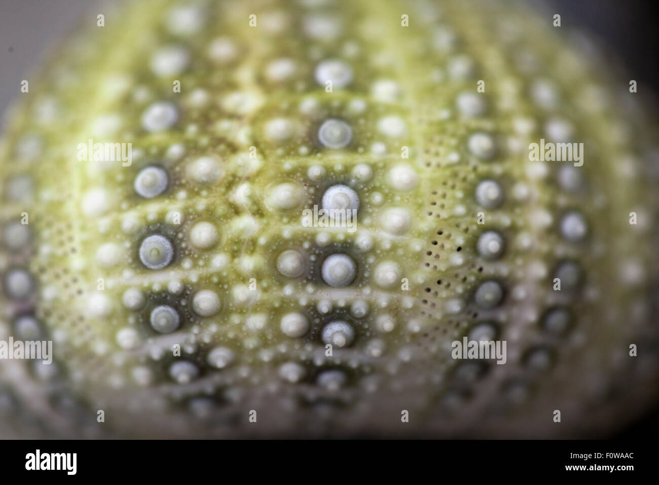 close up of sea urchin shell Stock Photo