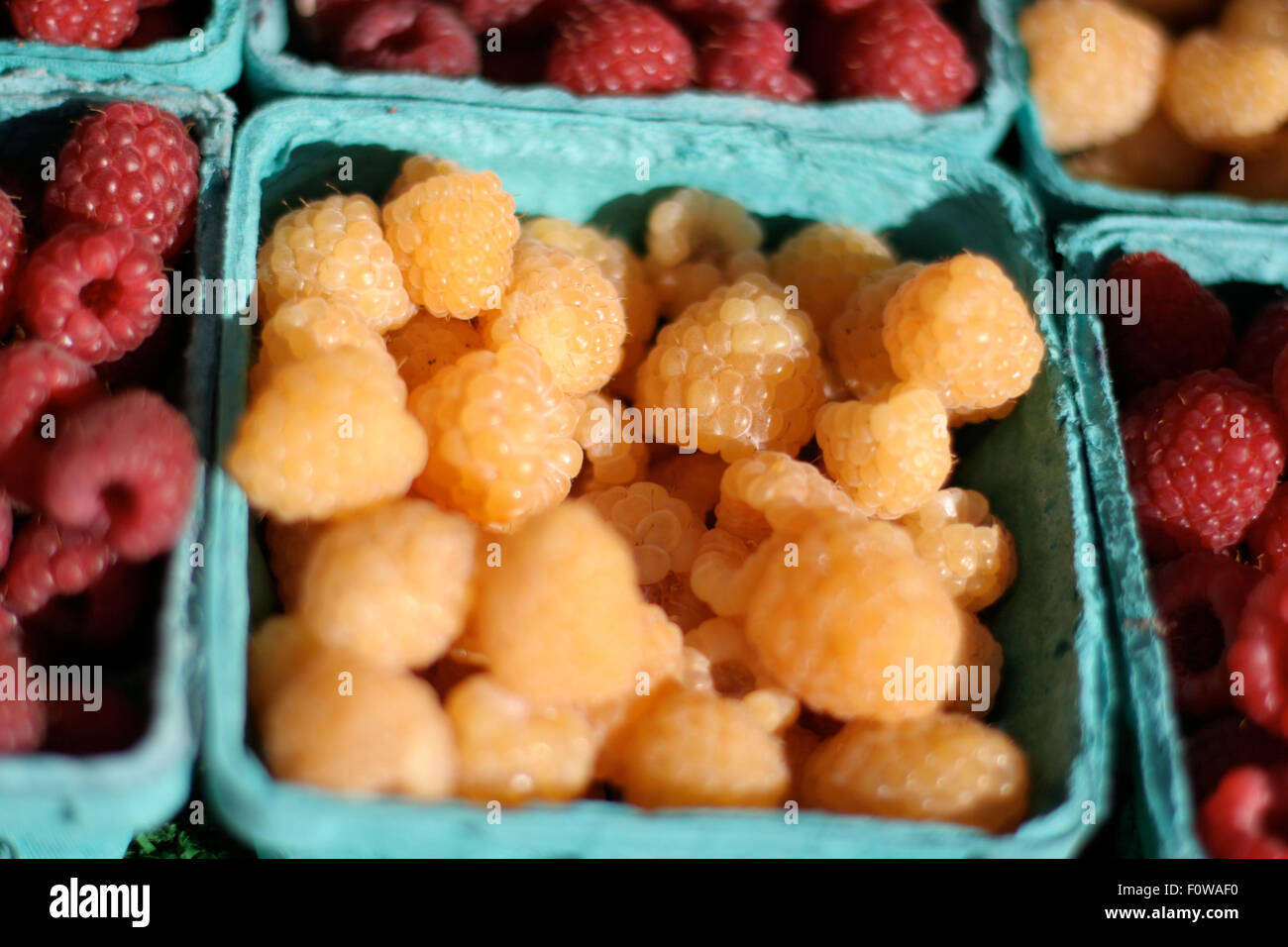 Teal yellow leaves hi-res stock photography and images - Alamy