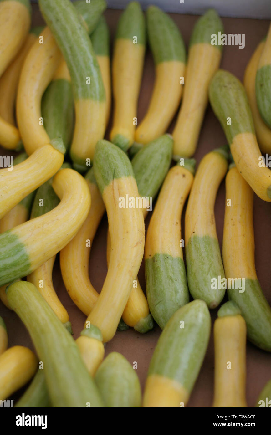 Bicolored Summer Squash zucchini Stock Photo