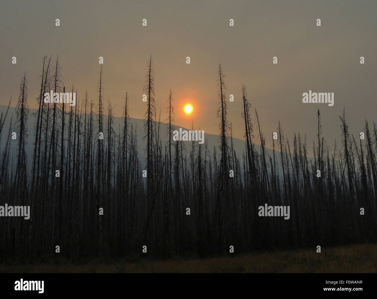Sunrise on what is left of a burned forest, Kootenay National Park, British Columbia, Canada Stock Photo