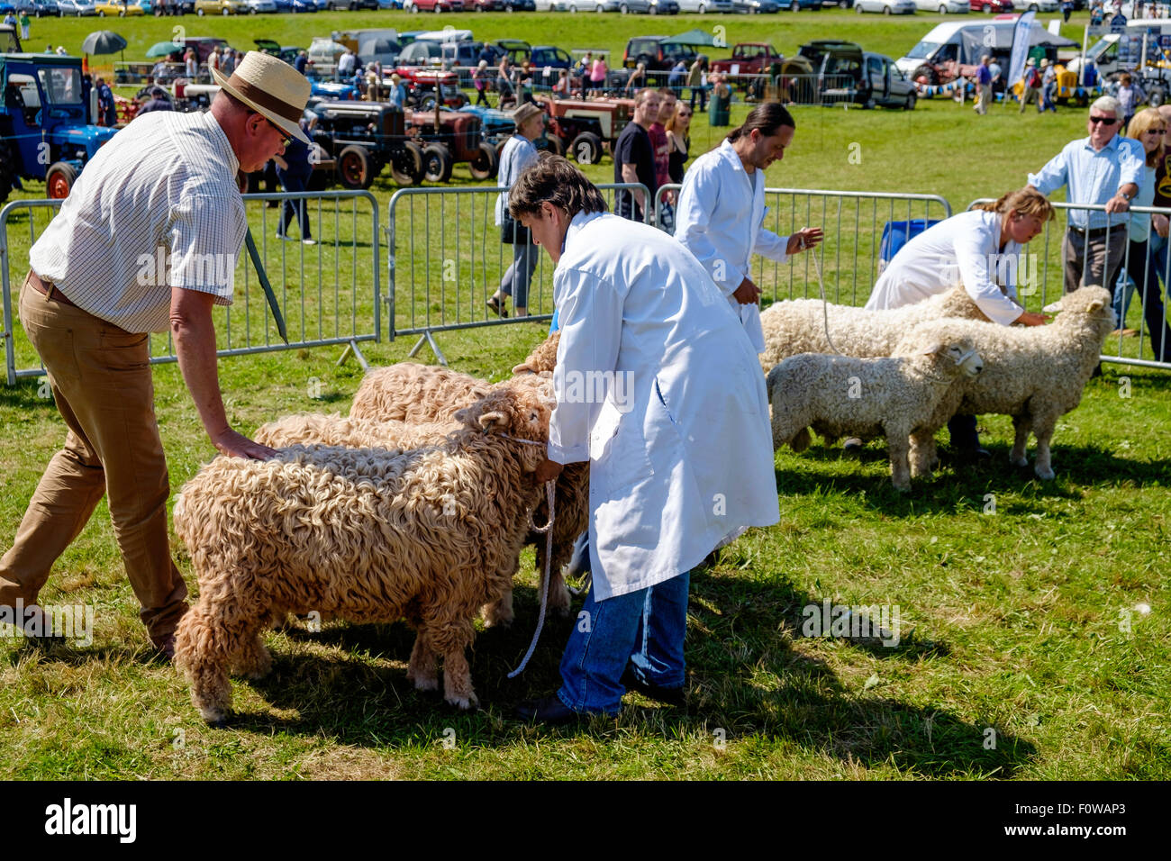 Judging of sheep at Chepstow Agricultural Show Wales UK. Handlers / owners in white coats, Judge in straw hat. Stock Photo