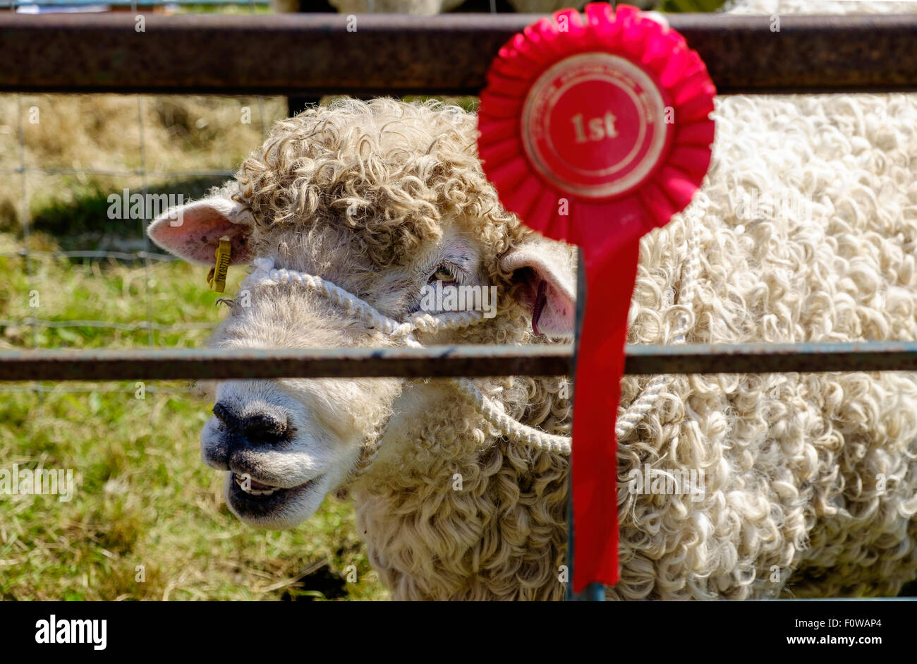 Curly fleeced sheep in pen at ChepstowAgricultural Show,Monmouthshire Wales .1st prize winner red rosette pinned to bar of pen. Stock Photo