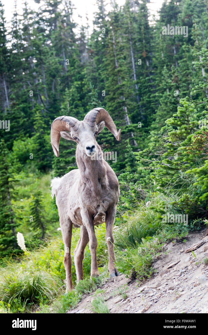Male bighorn sheep, Ovis canadensis. Stock Photo