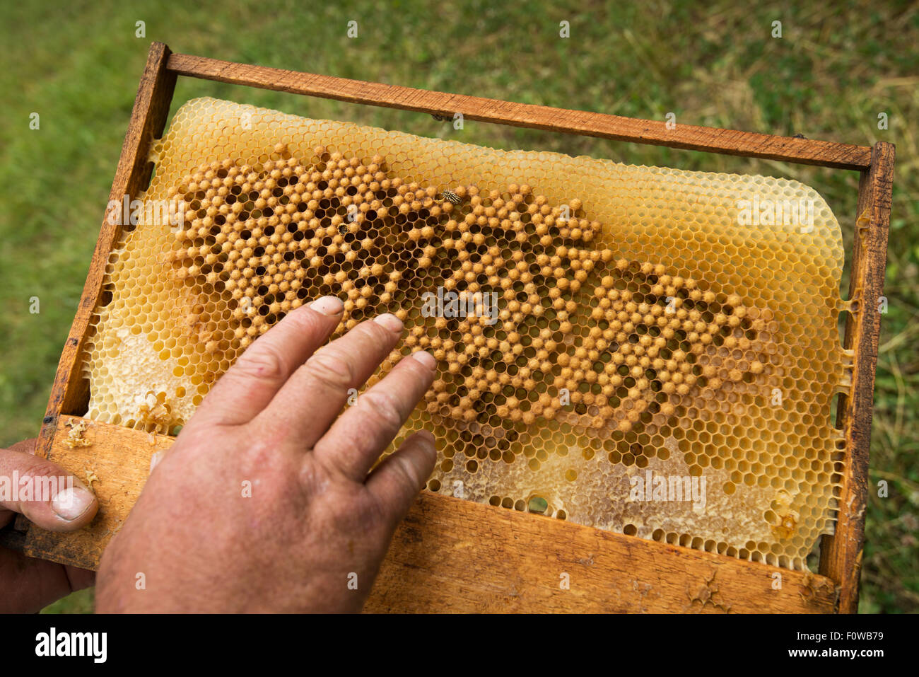 Eggs of drone honey bees (Apis melifera) on honey comb frame of hive, next  to forest Valea Fagilor close to Macin Mountains National Park, Romania,  June Stock Photo - Alamy