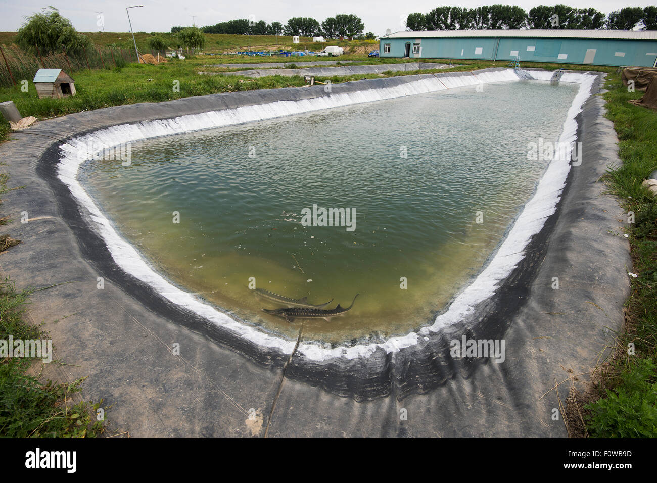 Large dams on a sturgeon farm raising mainly Starry sturgeons Stock