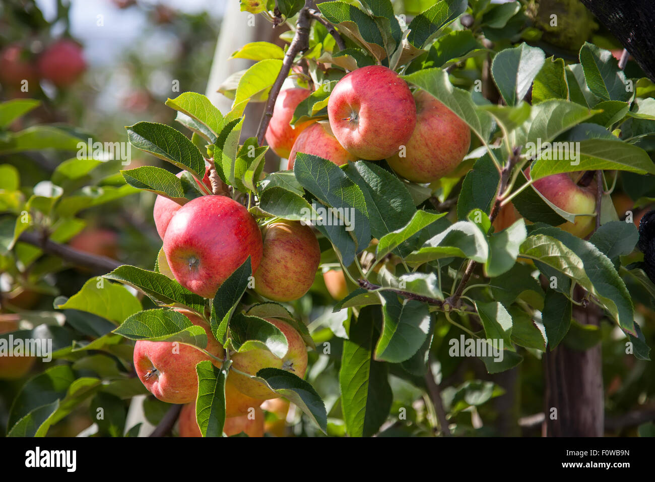 Organic red apples hanging on a tree branch Stock Photo - Alamy