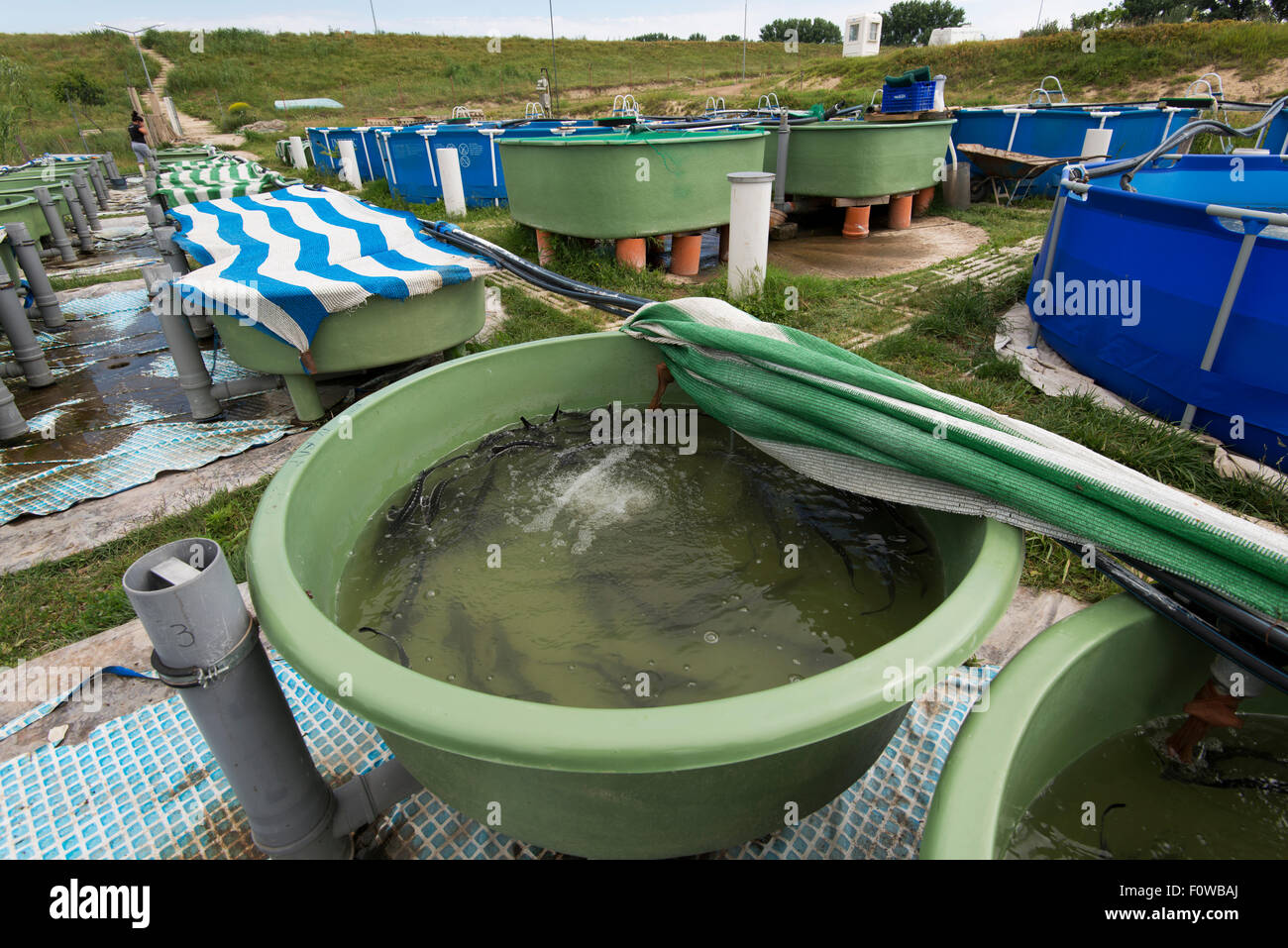 Sturgeon farm raising mainly Starry sturgeons (Acipenser stellatus