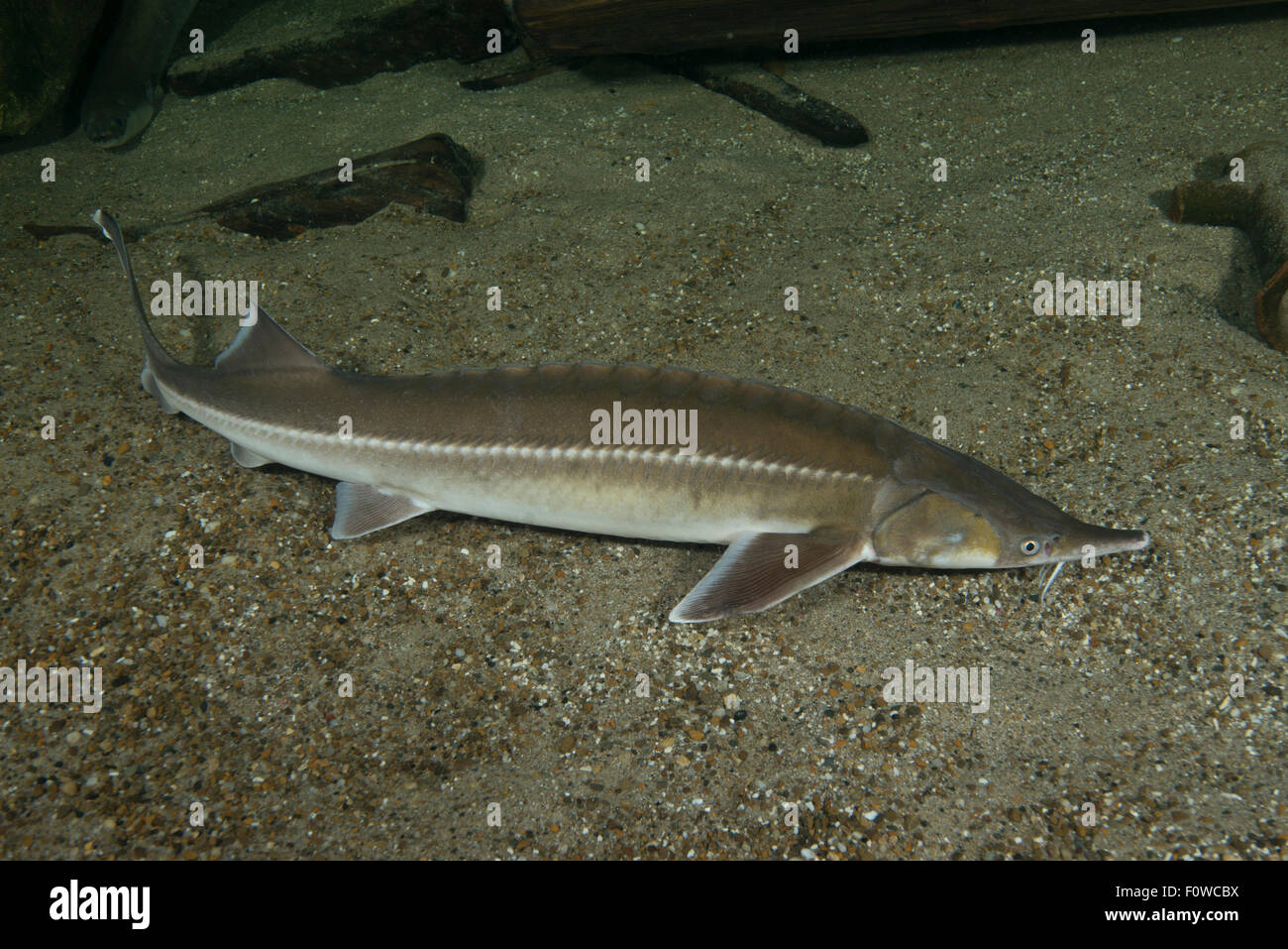 Sterlet (Acipenser ruthenus) captive at Danube Delta Eco-Tourism Museum Centre aquarium in Tulcea, Danube Delta, Romania, June. Vulnerable species. Stock Photo