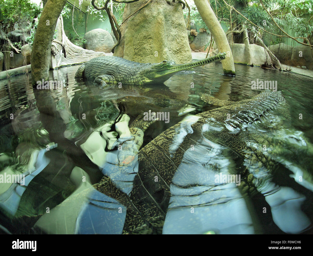 Indian crocodile gavialis gangeticus in zoo an artificial pond Stock Photo