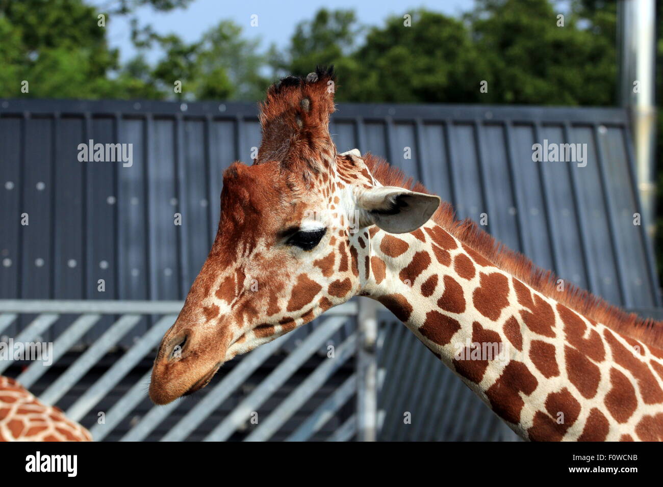 Giraffe colchester zoo essex uk hires stock photography and images Alamy