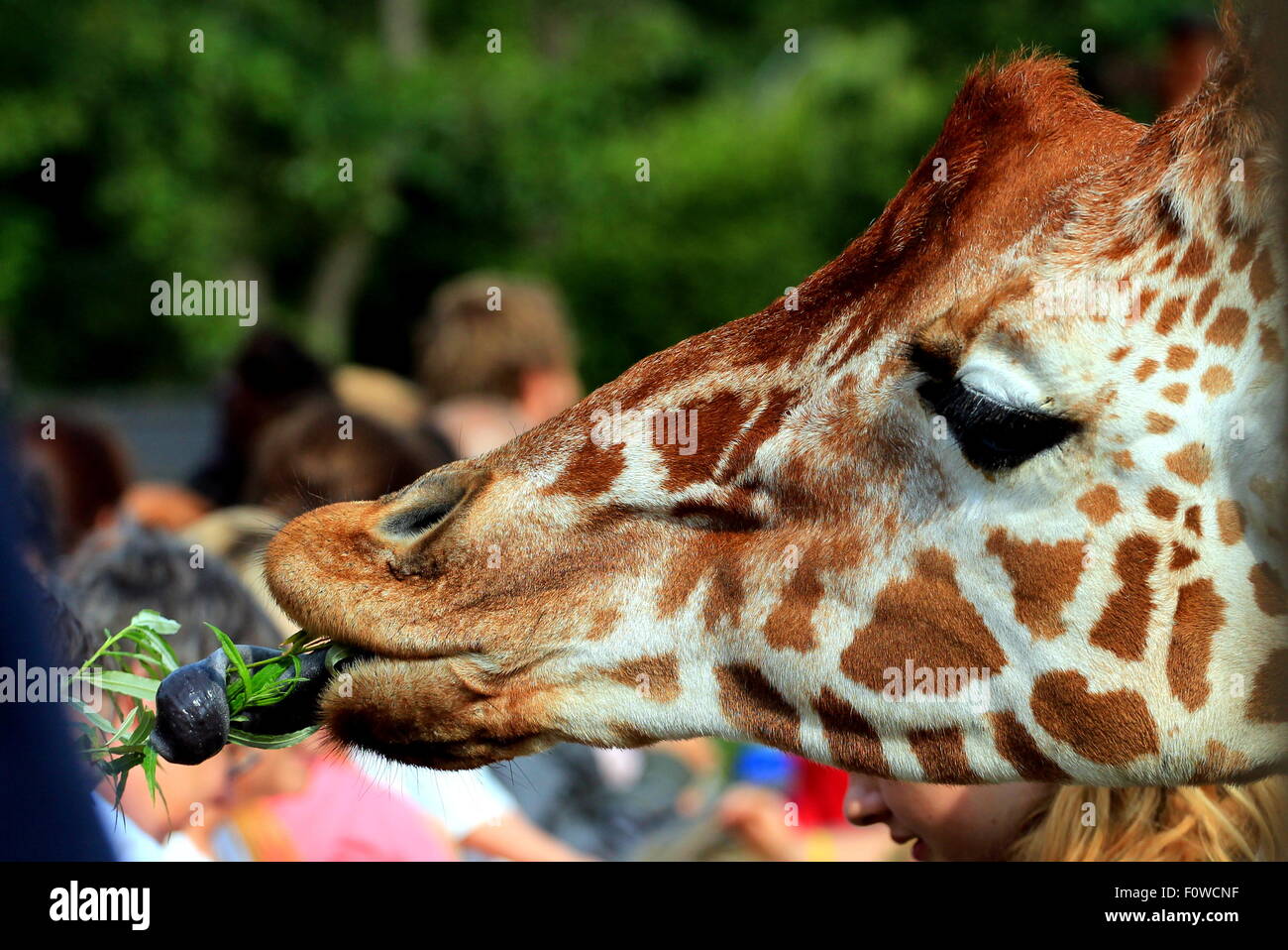 Feeding time and zoo hires stock photography and images Alamy