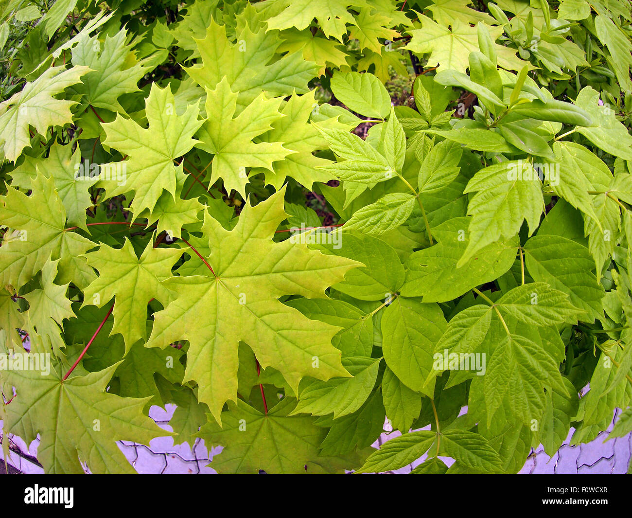 Green maple leaves close up Stock Photo - Alamy
