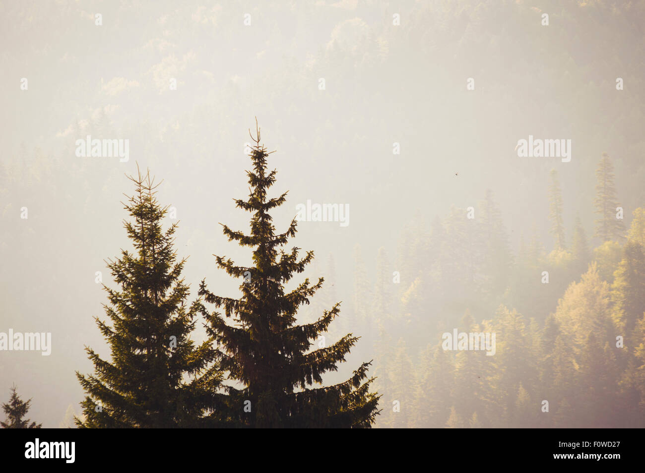 Two pine trees on a foggy morning Stock Photo - Alamy