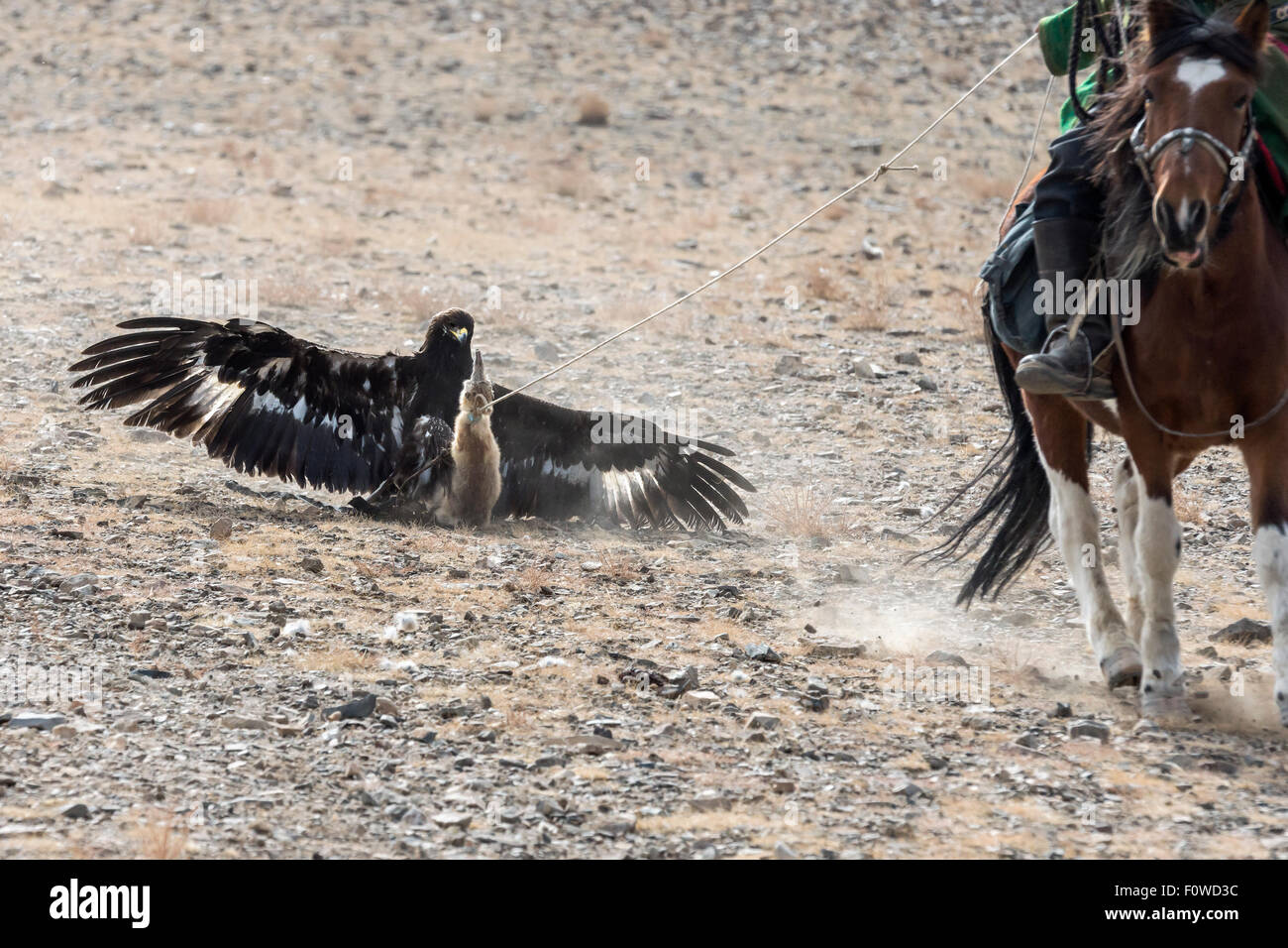 Golden eagle attacking a horse-drawn fox skin lure, Eagle Festival, Olgii, Western Mongolia Stock Photo