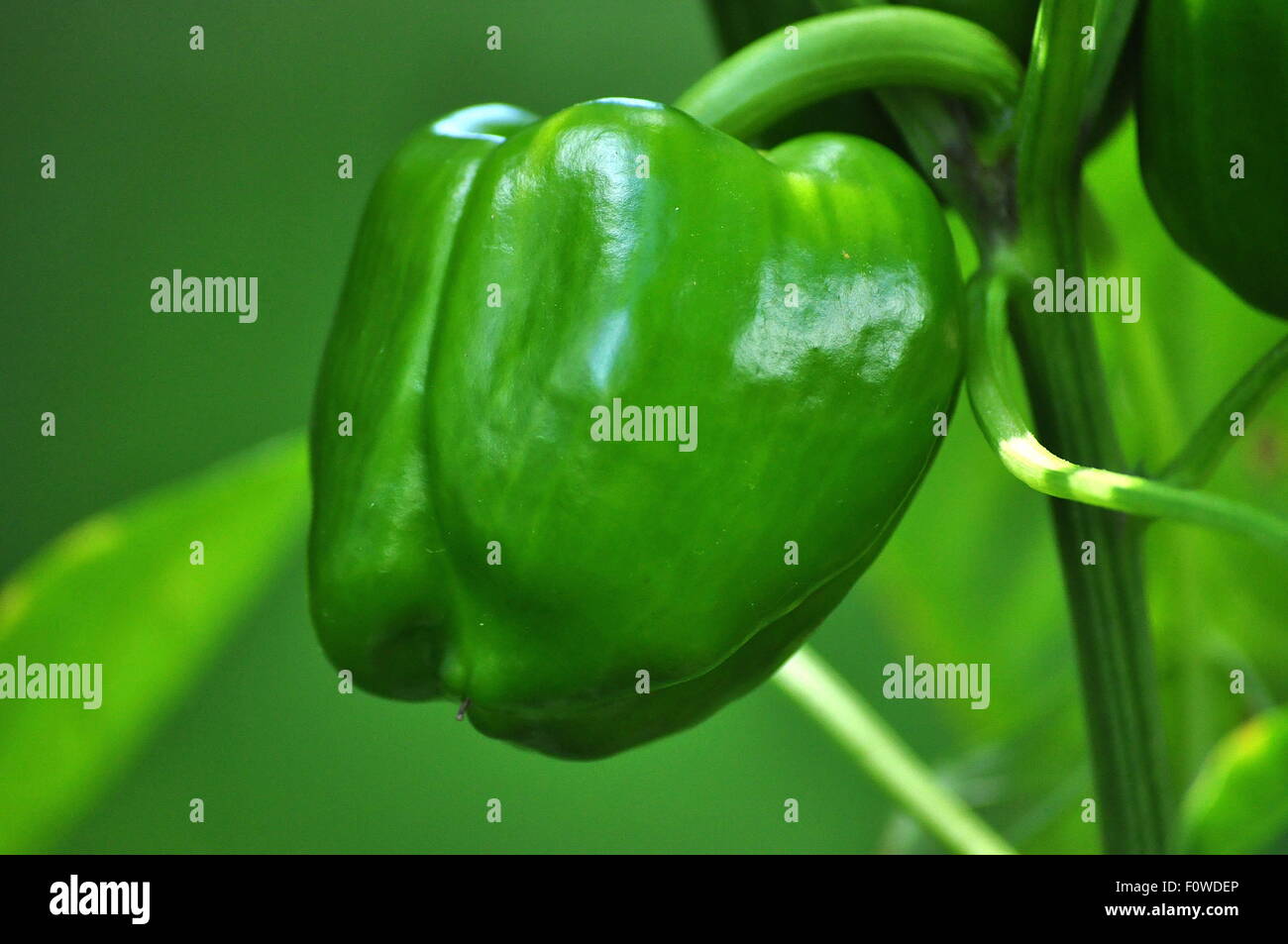 Growing Green Bell Pepper Stock Photo Alamy