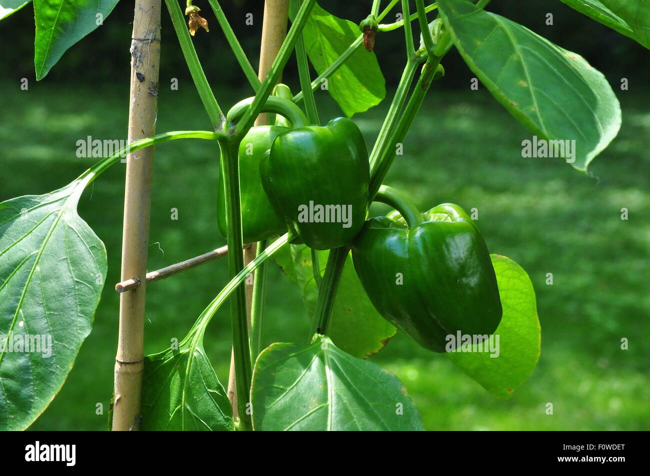 Growing Green Bell Peppers Stock Photo Alamy