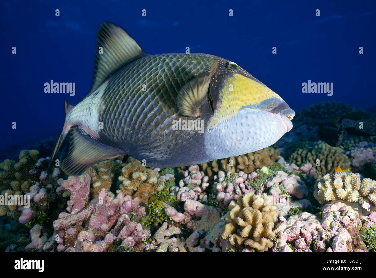 Triggerfish on reef in ocean hi-res stock photography and images - Alamy