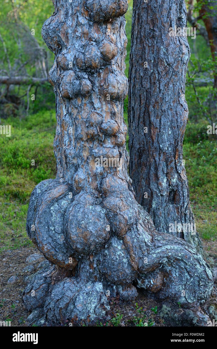 Two Scots pine (Pinus sylvestris) trunks, one deformed, old growth pine forest, Saltoluokta area, Greater Laponia Rewilding Area, Lapland, Norrbotten, Sweden, June. Stock Photo