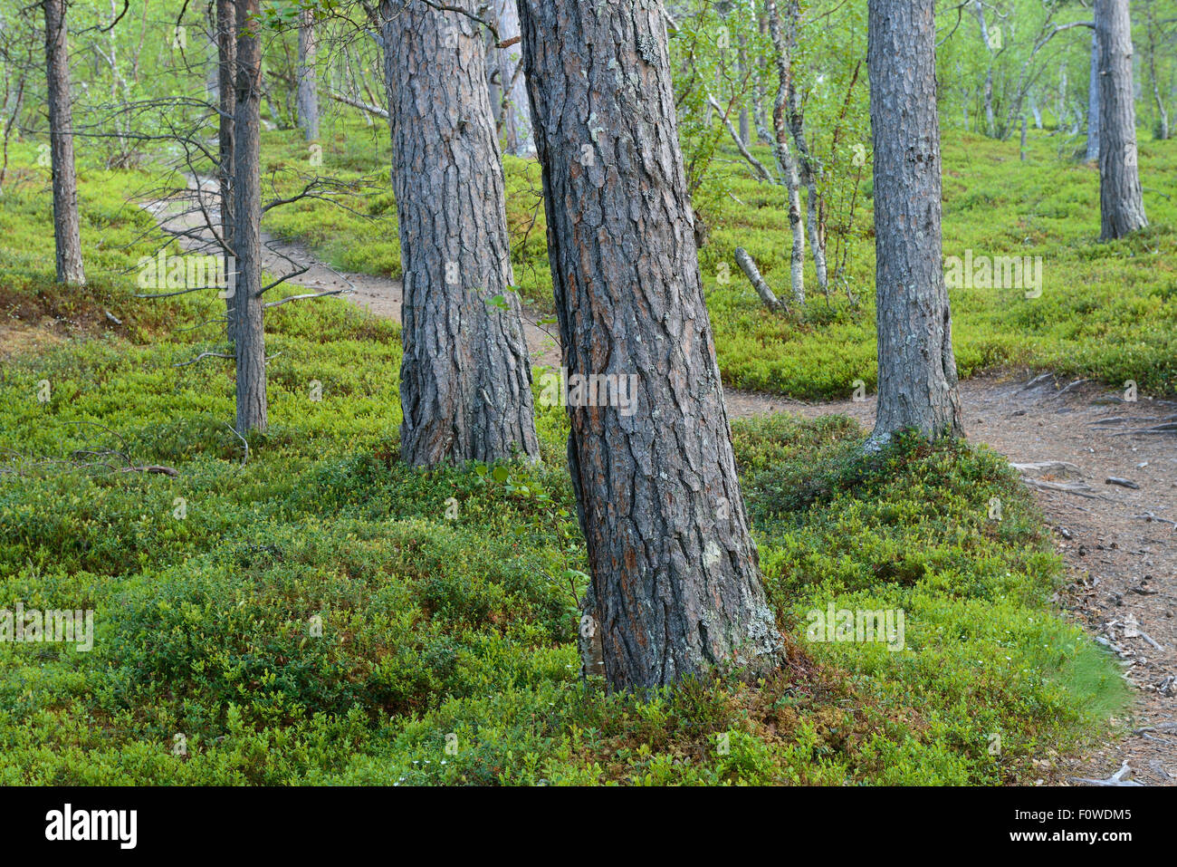 Footpath winding between Scots pine (Pinus sylvestris) trunks, old growth pine forest, Saltoluokta area, Greater Laponia Rewilding Area, Lapland, Norrbotten, Sweden, June. Stock Photo