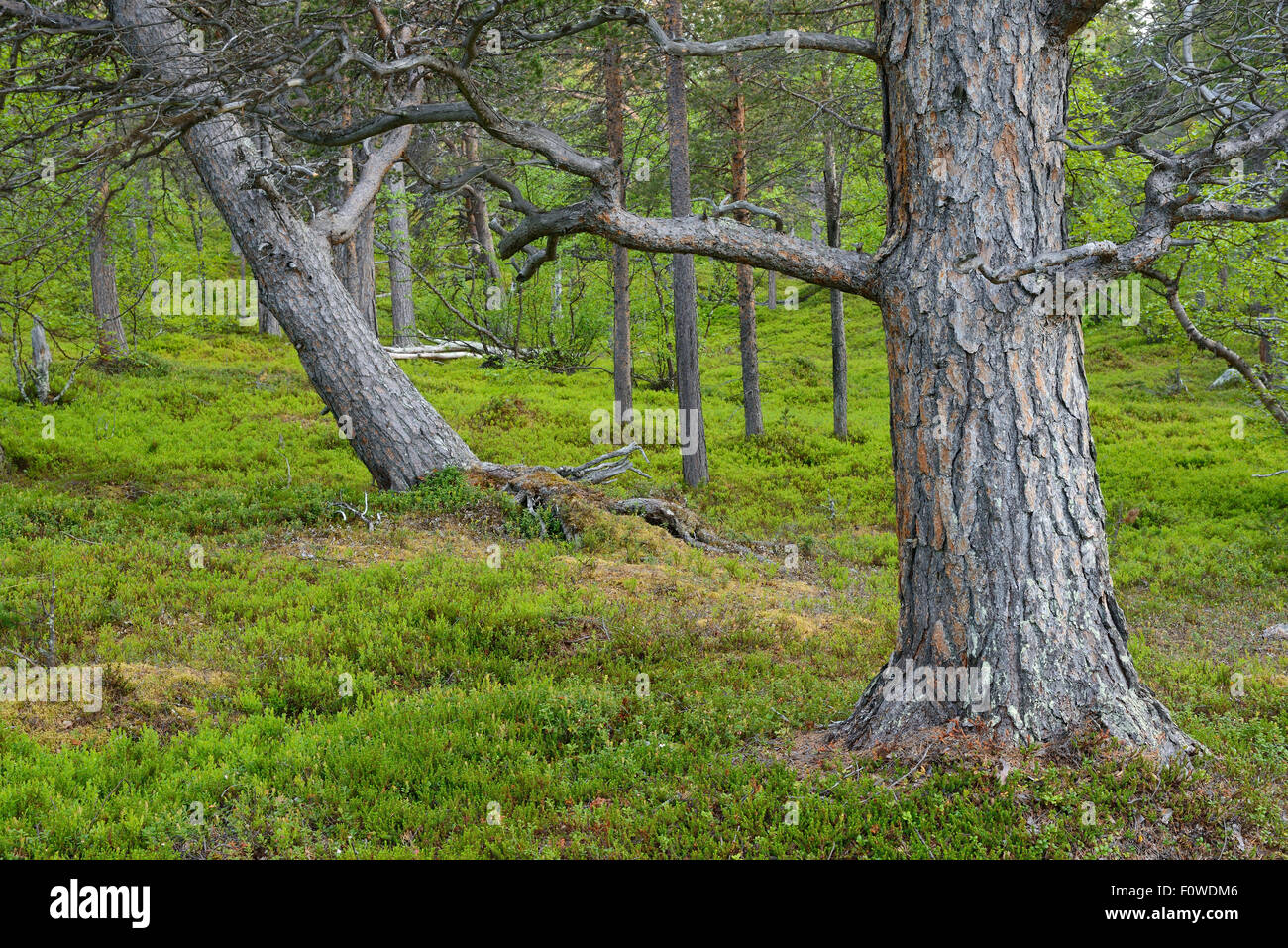 Scots pine (Pinus sylvestris) trunk in old growth pine forest, Saltoluokta area, Greater Laponia Rewilding Area, Lapland, Norrbotten, Sweden, June. Stock Photo