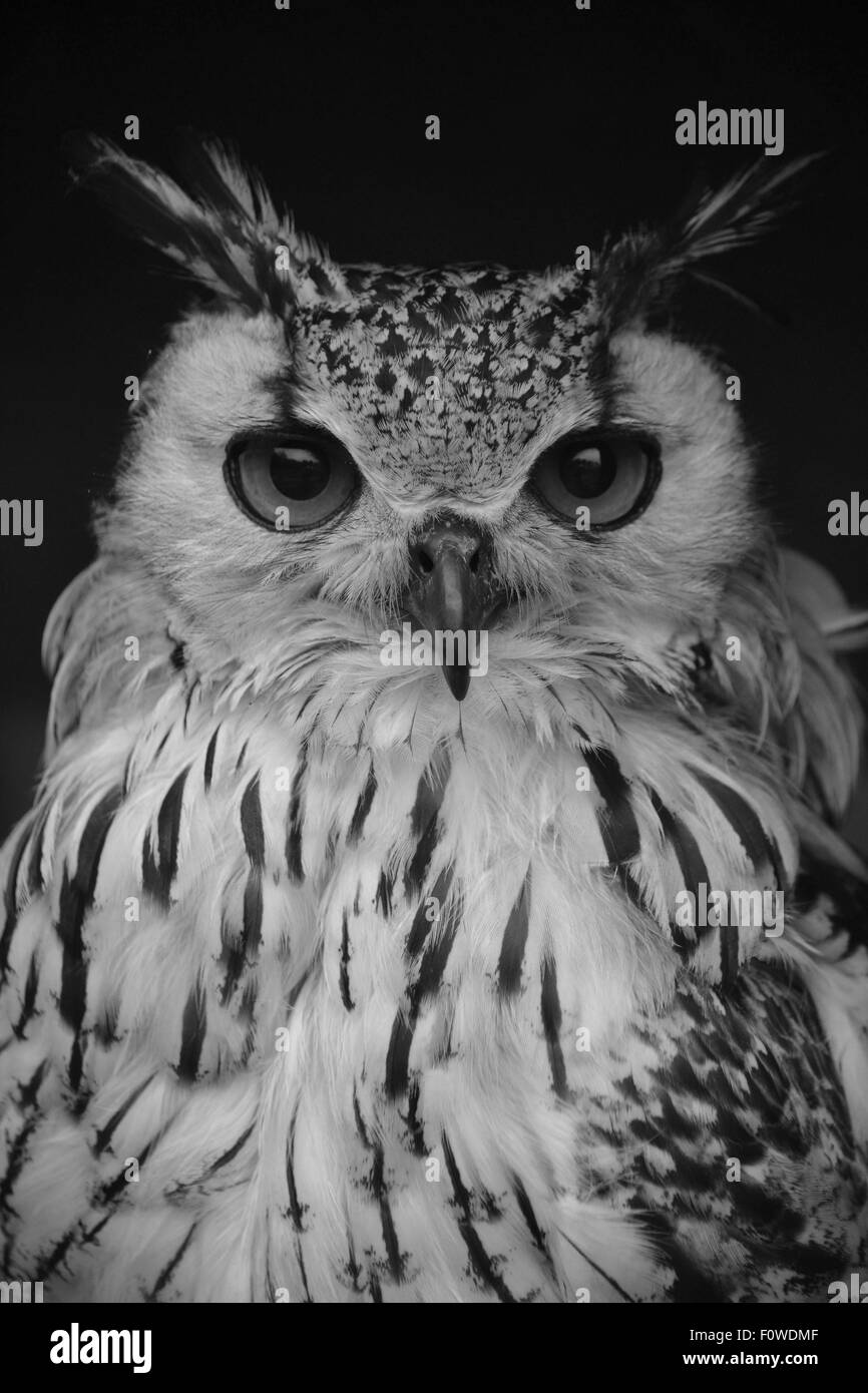 Bengal eagle owl Stock Photo