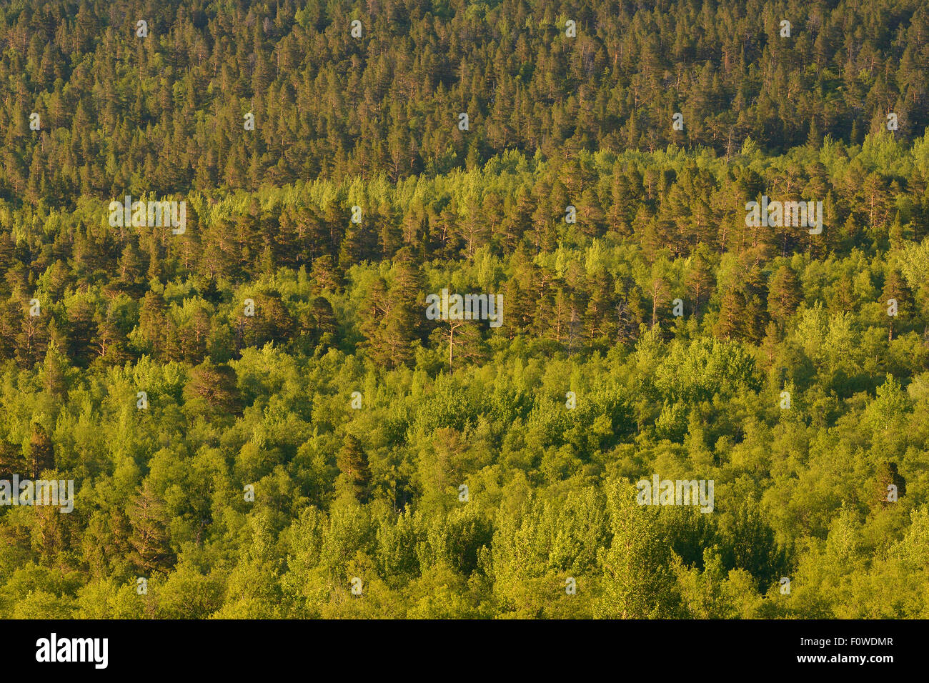 Taiga forest with Scots pine (Pinus sylvestris) Aspen (Populus tremula) and Mountain birch (Betula pubescens tortuosa) trees, Saltoluokta area, Greater Laponia Rewilding Area, Lapland, Norrbotten, Sweden, June 2013. Stock Photo